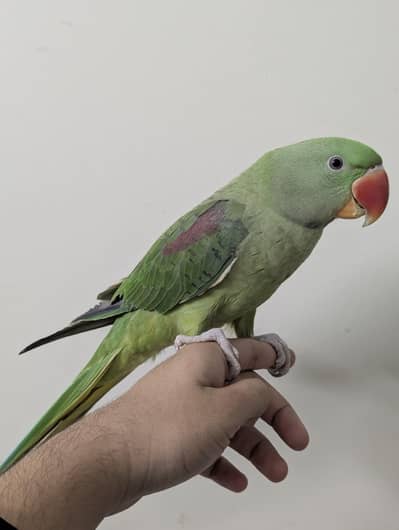 Fully Hand Tame Raw Zero Bite