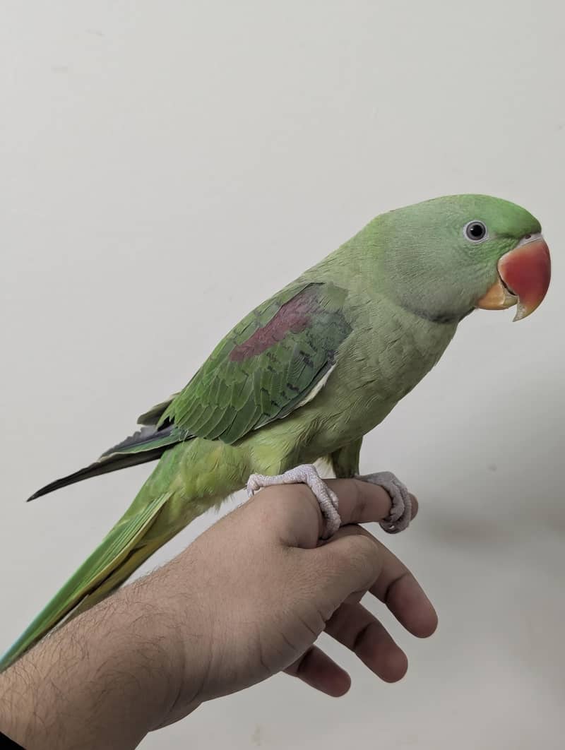 Fully Hand Tame Raw Zero Bite 0