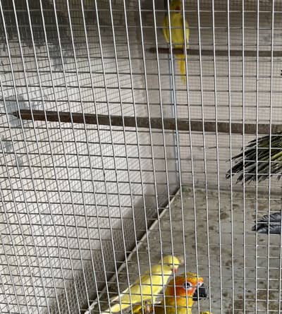 Yellow ringneck pattay