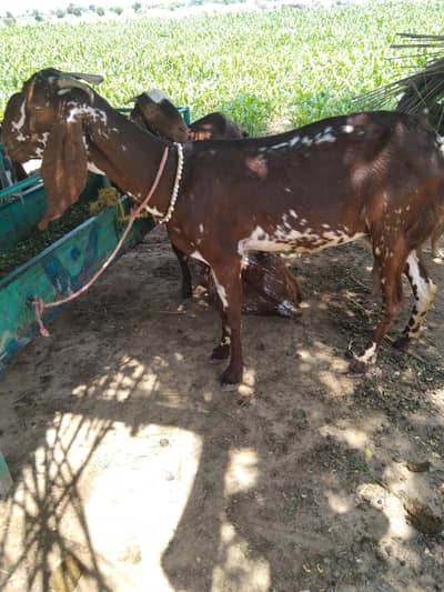 goat with 2 female baby