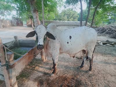 kurbani k laye wehra for sale