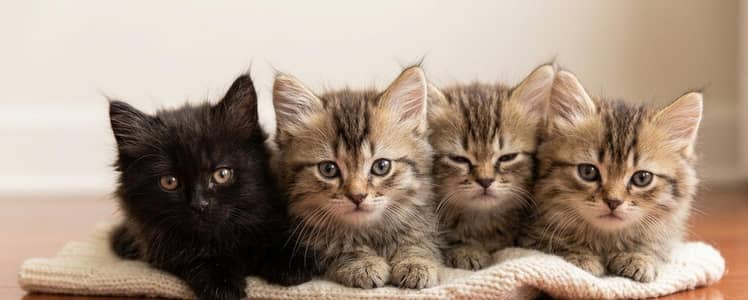 cute kittens