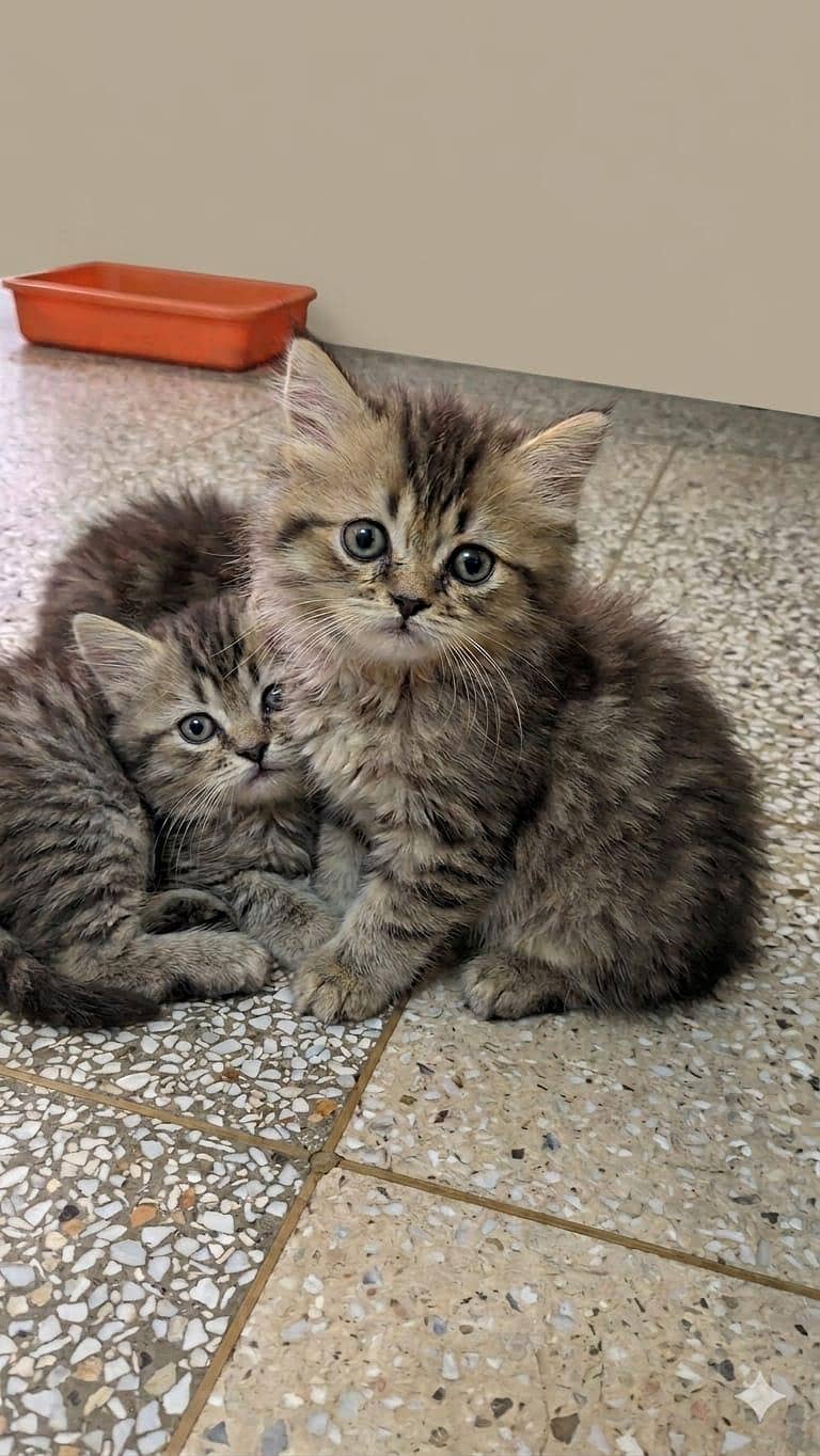 cute kittens 1
