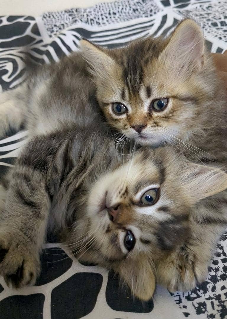 cute kittens 3