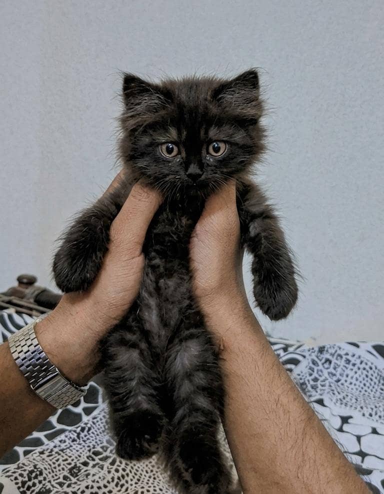 cute kittens 4