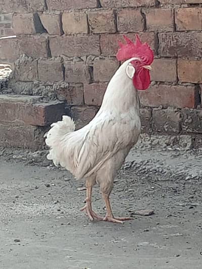 White cock