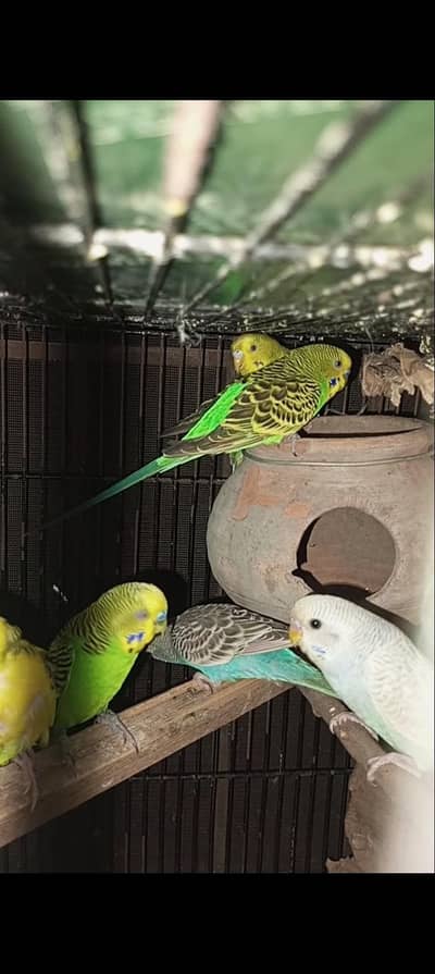Budgie parrot urgent sale