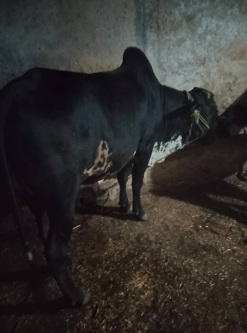 qurbani Eid 1