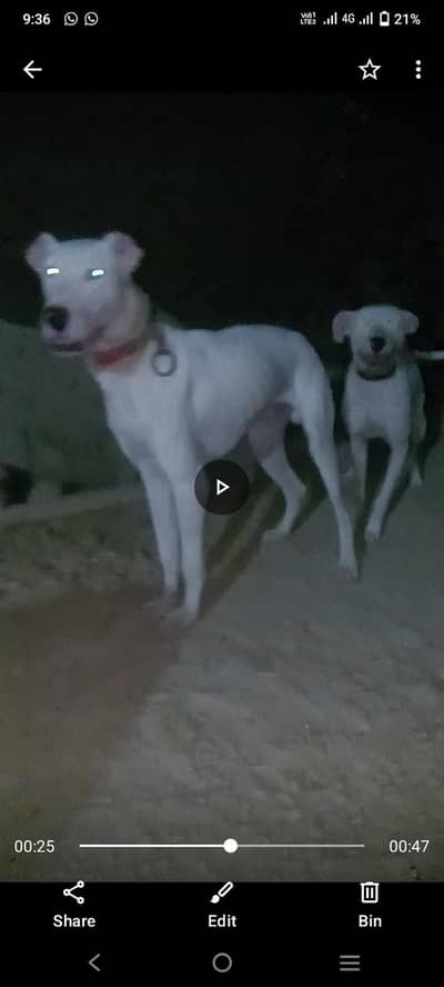 Bulli Gulteair ka Jora ha dog ka jis bhai ko chahye wo rabta kry