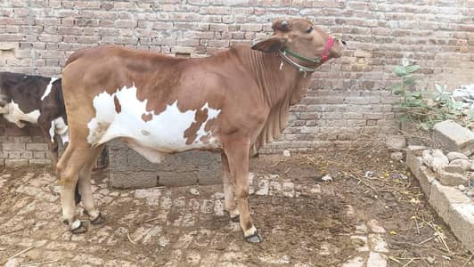 خوبصورت دیسی گائے قربانی کے لیے دستیاب