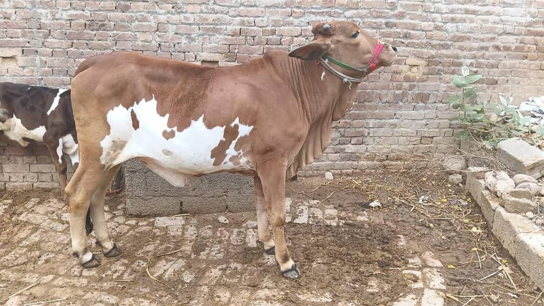 خوبصورت دیسی گائے قربانی کے لیے دستیاب 0