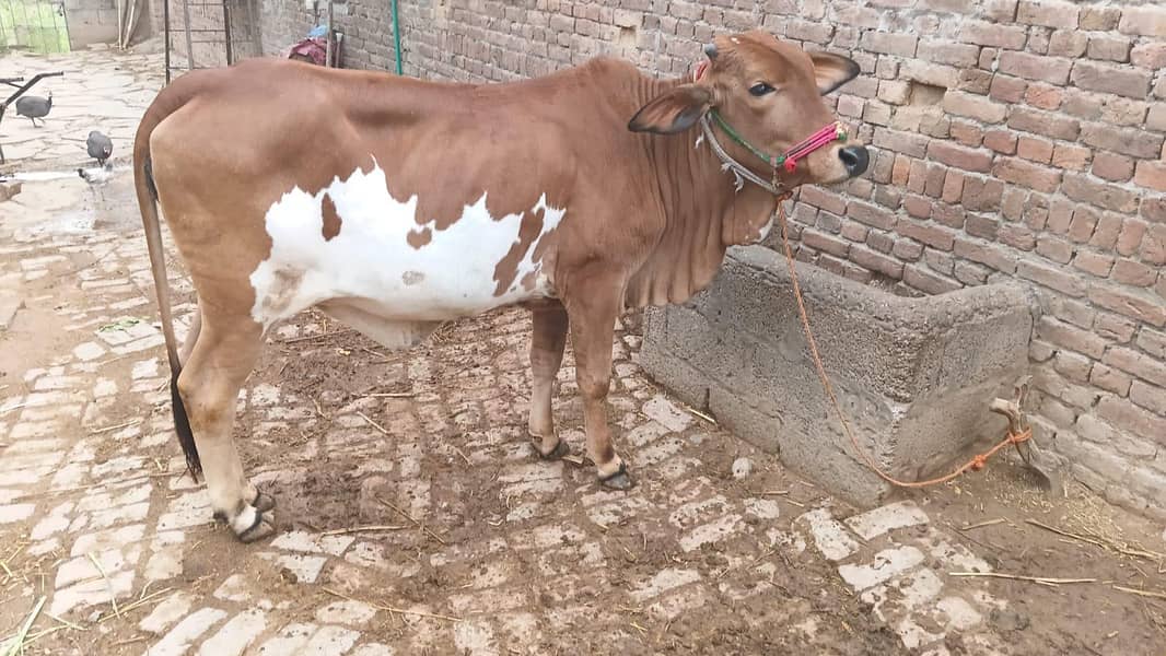 خوبصورت دیسی گائے قربانی کے لیے دستیاب 1