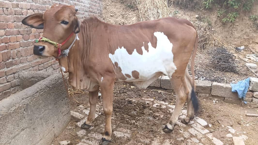 خوبصورت دیسی گائے قربانی کے لیے دستیاب 2
