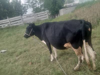 cow sale for qurbani