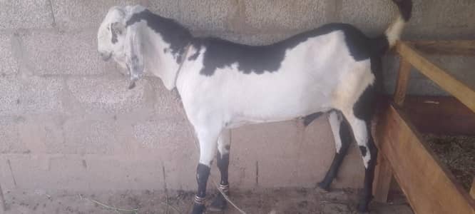 Qurbani Bakra