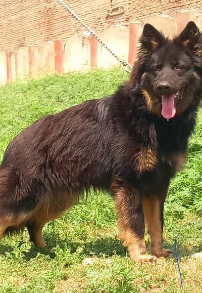 German Shepherd long coat Dog | German Shepherd.  | GSD | Dog For Sale