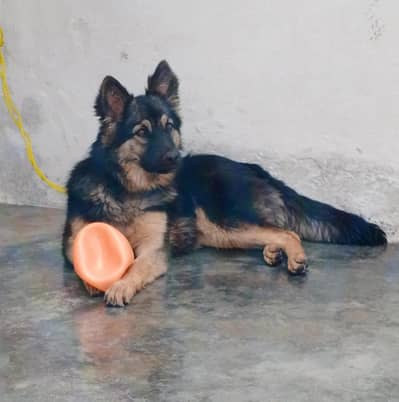 German shepherd