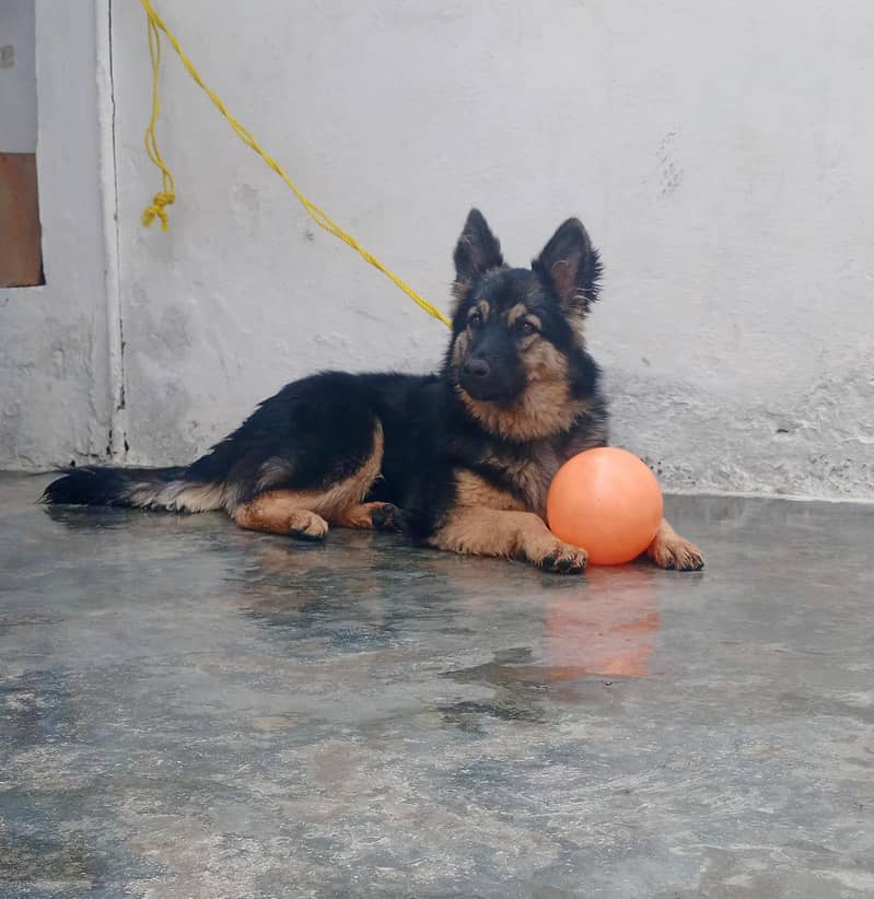German shepherd 1