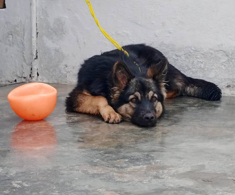 German shepherd 2