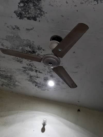 Selling Fan