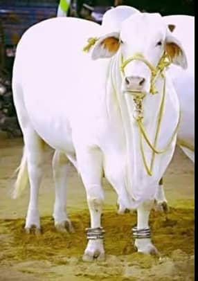 qasai available 3353331334