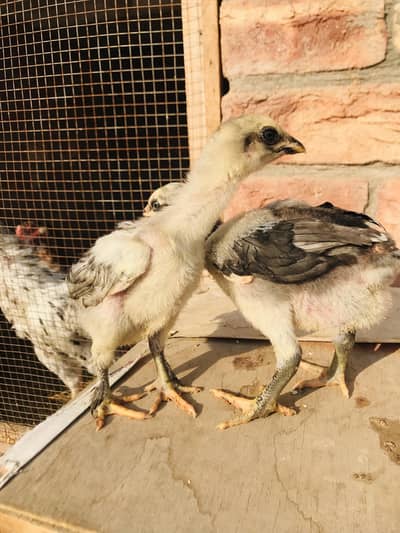 parmoz breed checks 03074327731