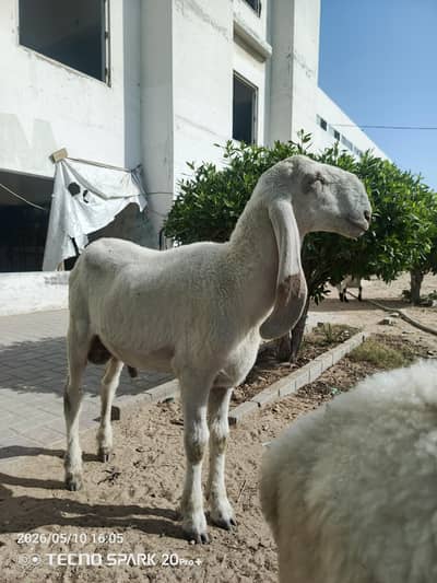 for sale domba