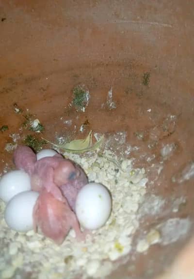 Breeder