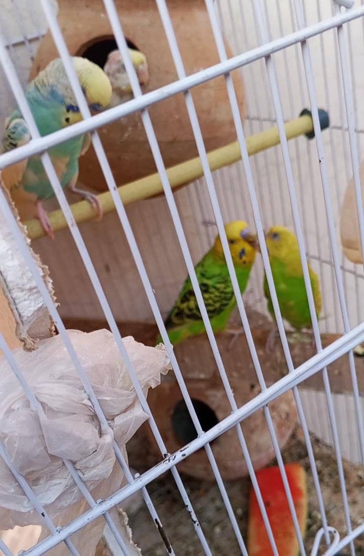 Breeder 1