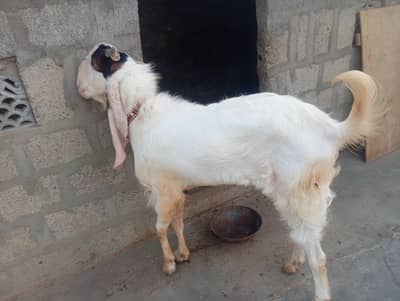 Bakra Breeder