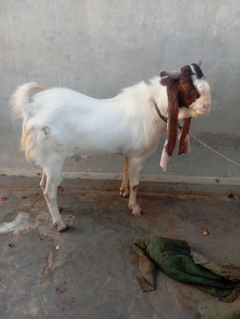 Bakra Breeder 1