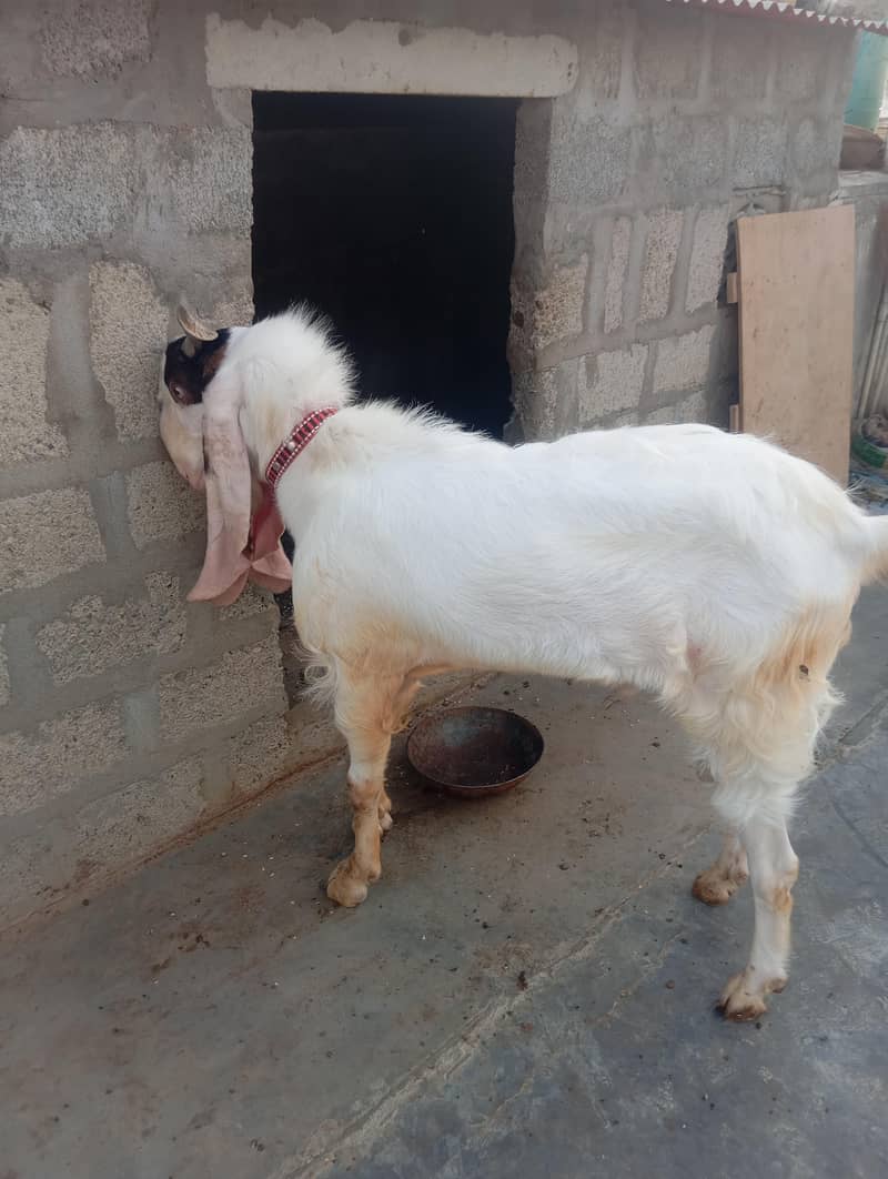 Bakra Breeder 2