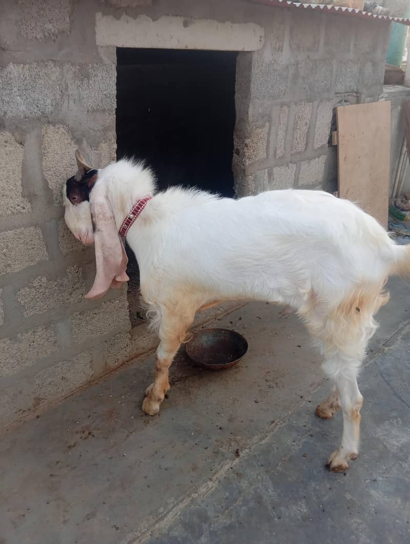 Bakra Breeder 4