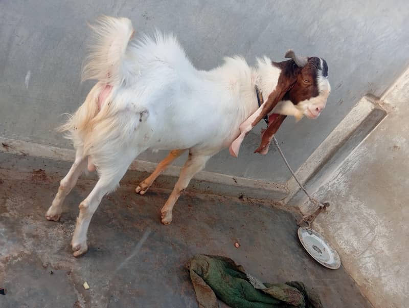 Bakra Breeder 5