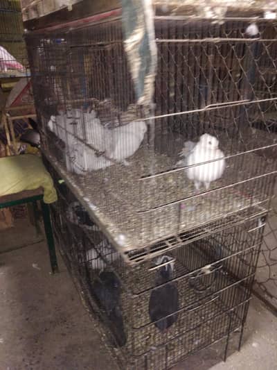 folding cage