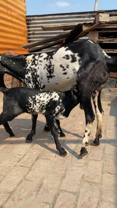 Goat for sale