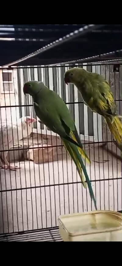 breader pair for sale