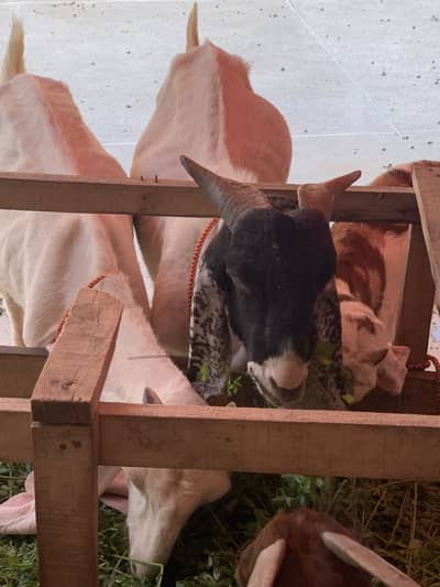 Eid 26 qurbani