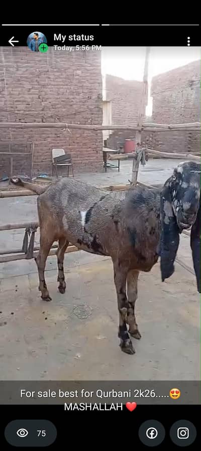 for sale best for Qurbani 2k26