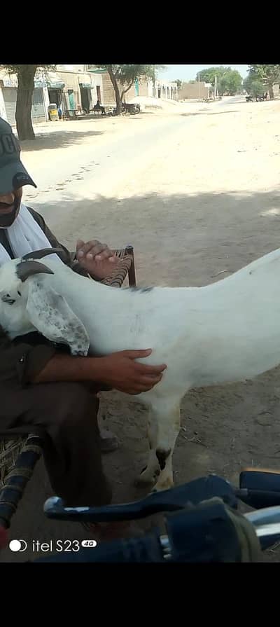 Goat for sales