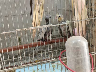 Cockatiel Chiks ready for tame