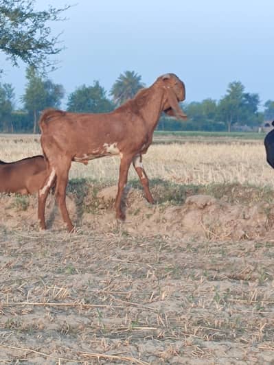 Age 1+ Baqra 2 Teath - Valid For Qurbani No Fault