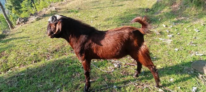 Bakra for sale