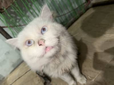 Percian cat joraa pair full white tripple coat
