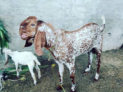 qurbani ka janwar