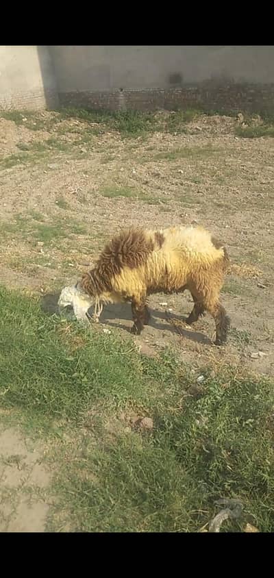 2 sheep for sale