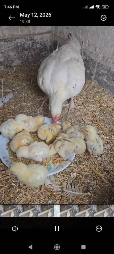 Aseel Chicks Miawali Breed