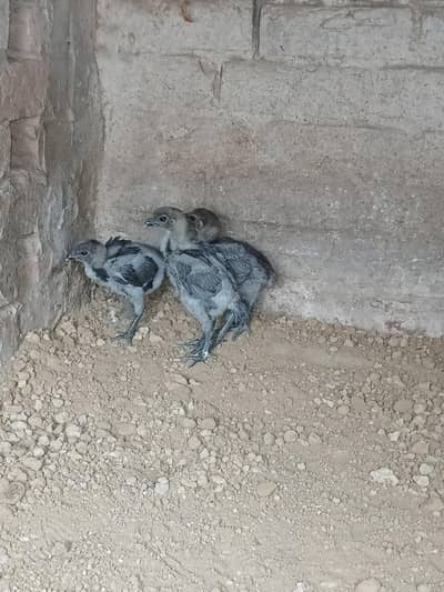 Ice Blue Dragon  Chiks