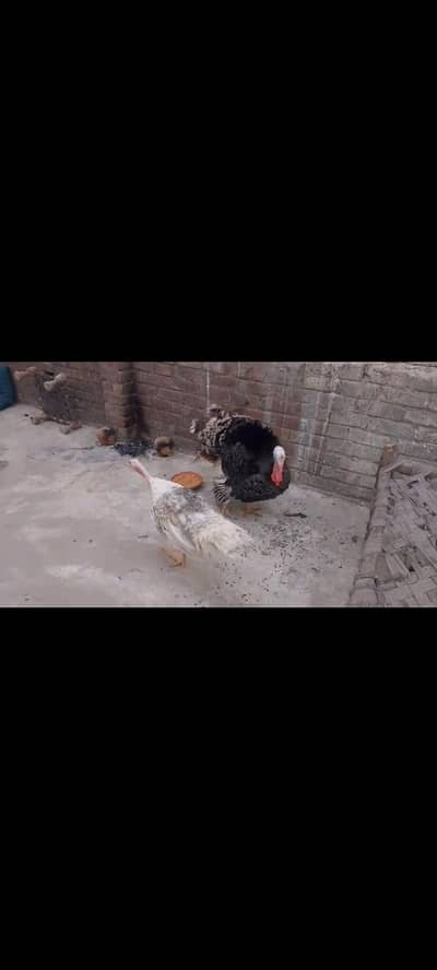 tarkye breedr pir urgent for sell