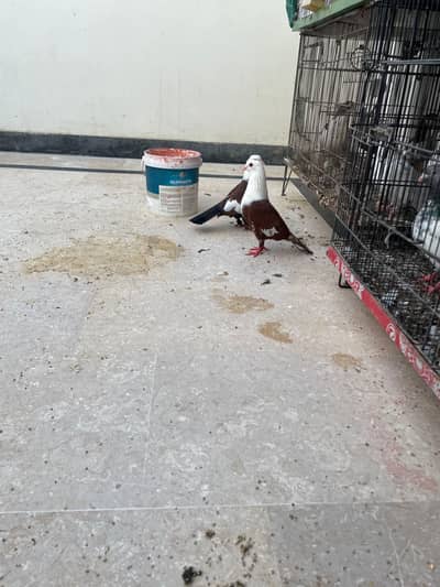 ASALAMUALIKUM FOR SALE